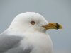 Ring-billed Gull at Westcliff Seafront (Steve Arlow) (93064 bytes)